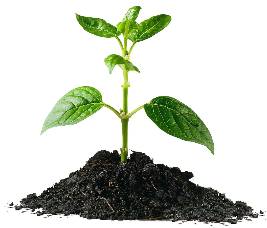 plant