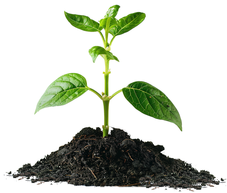 plant
